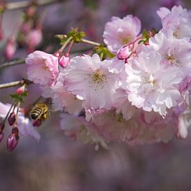 Blüte mit einer Honigbiene von Laura Pickert