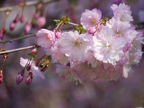 Blüte mit einer Honigbiene von Laura Pickert
