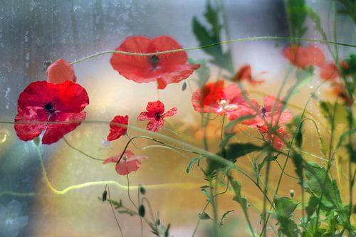 Coquelicots