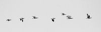 Geese