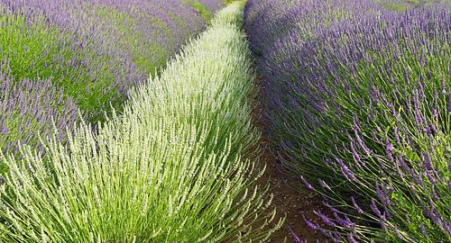 Lavendel in volle bloei