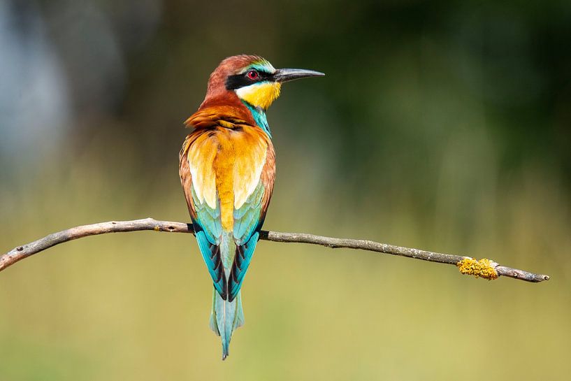 Bee-eater (Merops apiaster) by Gert Hilbink