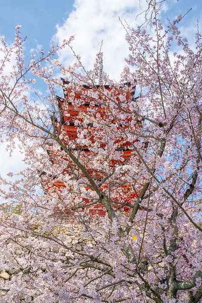 Kersenbloesem en pagode in Miyajima. van Mickéle Godderis