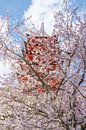 Kersenbloesem en pagode in Miyajima. van Mickéle Godderis thumbnail
