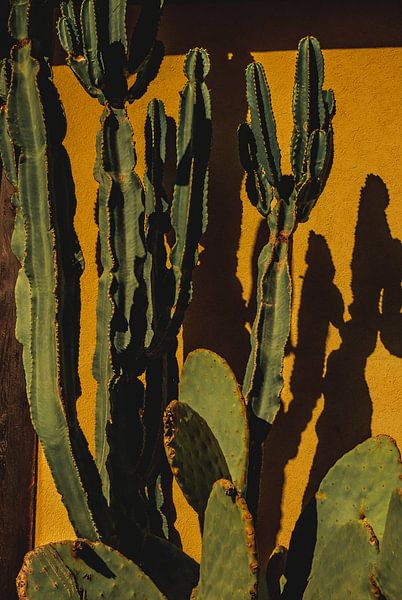 Cactus by Larissa Soto