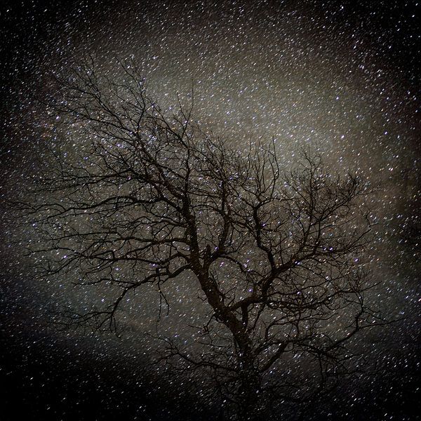 Tree and Stars by Jon Vismans