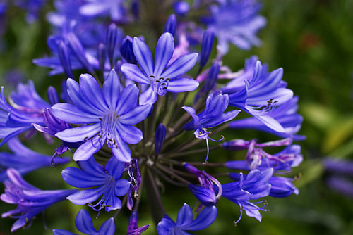 Blue Jewel Lily
