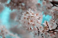 Cherry blossom with blue sky