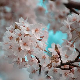 Kirschblüte mit blauem Himmel von Joey D.