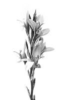 Crocosmia