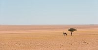 Namibië, eenzame  spiesbok van Jeannette Kliebisch thumbnail