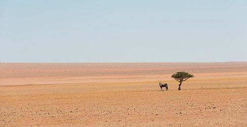 Namibia, solitary skewer