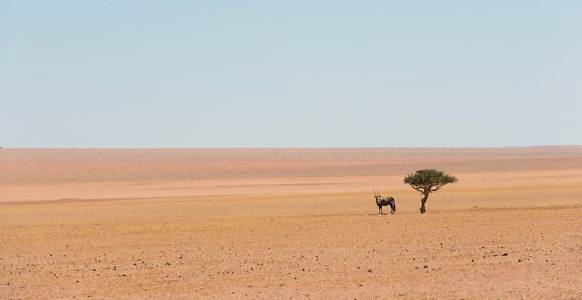 Namibië, eenzame  spiesbok van Jeannette Kliebisch