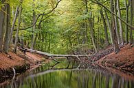 Die Brücke im Wald von Ingrid Leegte Miniaturansicht