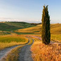Toscaans landschap met cipressen, Toscane, Italië