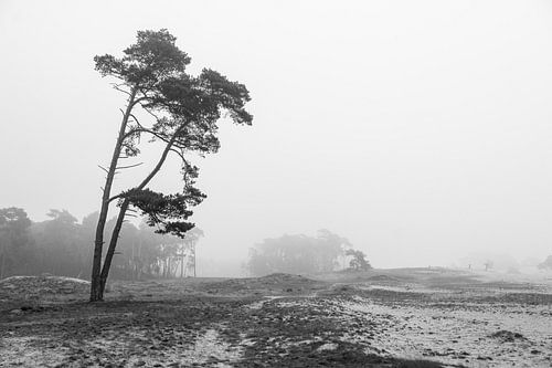 Misty Day, Wekeromse Sand, Netherlands, Mono