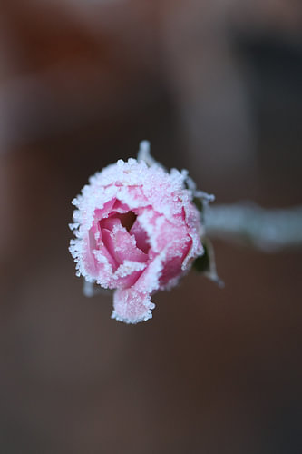 Gefrorene Rose
