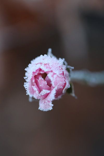 Frozen rose by Anthea van den Berg