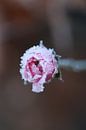 Frozen rose by Anthea van den Berg thumbnail