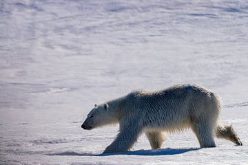 The polar bear by Merijn Loch