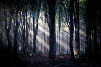 Die Lichtstrahlen werden durch die Bäume wunderschön geformt