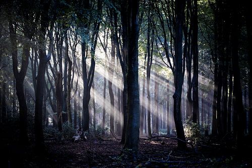 De lichtstralen worden prachtig gevormd door de bomen