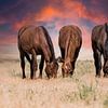 Wilde paarden op de prairie van Bart van Dinten