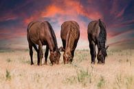 Wilde paarden op de prairie van Bart van Dinten thumbnail