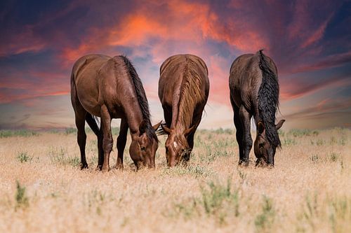 Wilde paarden op de prairie van Bart van Dinten