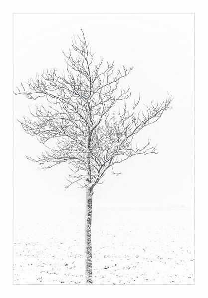 Boom in de sneeuw von Willy Sybesma