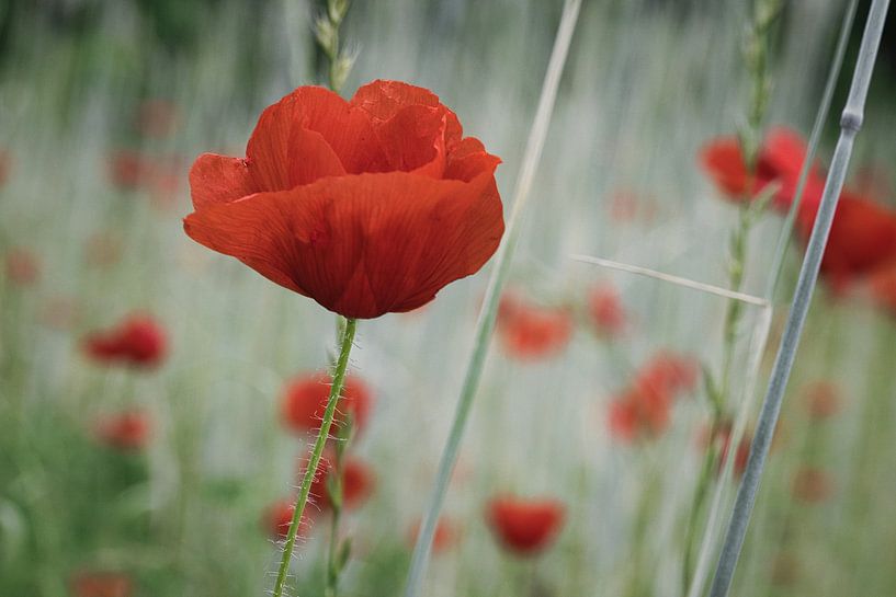 Klaproos met rode bloemblaadjes van Martin Köbsch