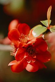 Bloem van Myrthe Vlasveld