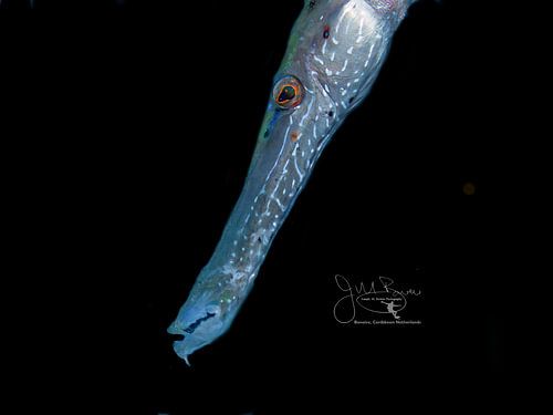 Portrait d'un poisson-trompette, Bonaire