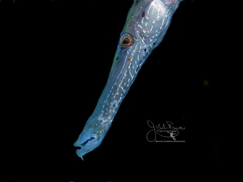 Portrait d'un poisson-trompette, Bonaire par Joseph M. Bowen Photography