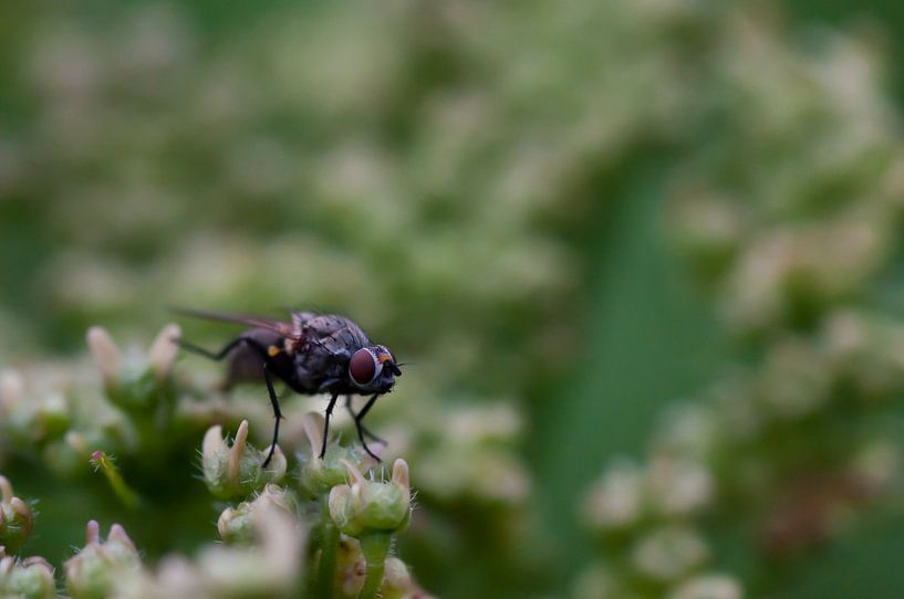 Fly by Anita van Hengel