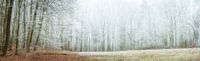 Waldpanorama - Frost im Wald von Tobias Luxberg Miniaturansicht