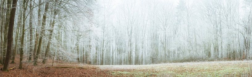 Waldpanorama - Frost im Wald von Tobias Luxberg