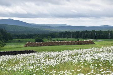 A field of daisies in bloom by Claude Laprise