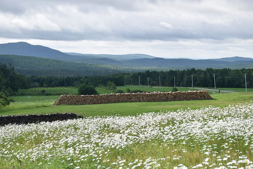 A field of daisies in bloom by Claude Laprise