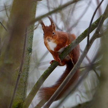 Eichhörnchen lauert vor dem Objektiv von Dominique Diericx