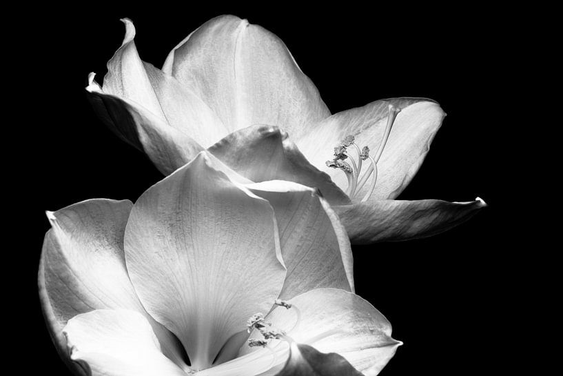 Fleur | Amaryllis noir et blanc par Henriëtte Mosselman