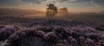 Heide panorama van peterheinspictures