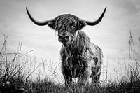 Highlander écossais sur le Jiltdijksheide à Opende