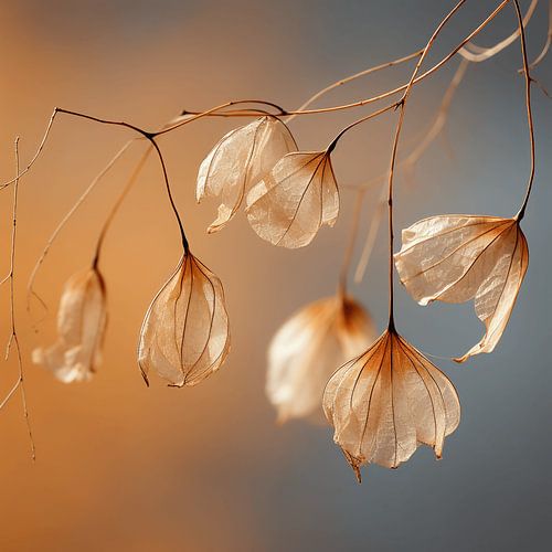 Splendeur discrète : les graines séchées, un art de la simplicité