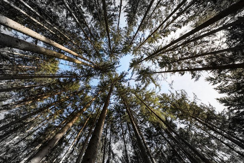 Waldbaden von Jay Ray