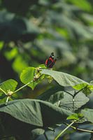 Papillon sur une feuille