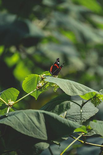 Schmetterling auf einem Blatt