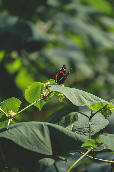 Papillon sur une feuille par Thuur Kurvers