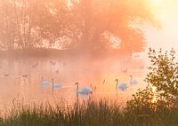 Schwäne im Nebel