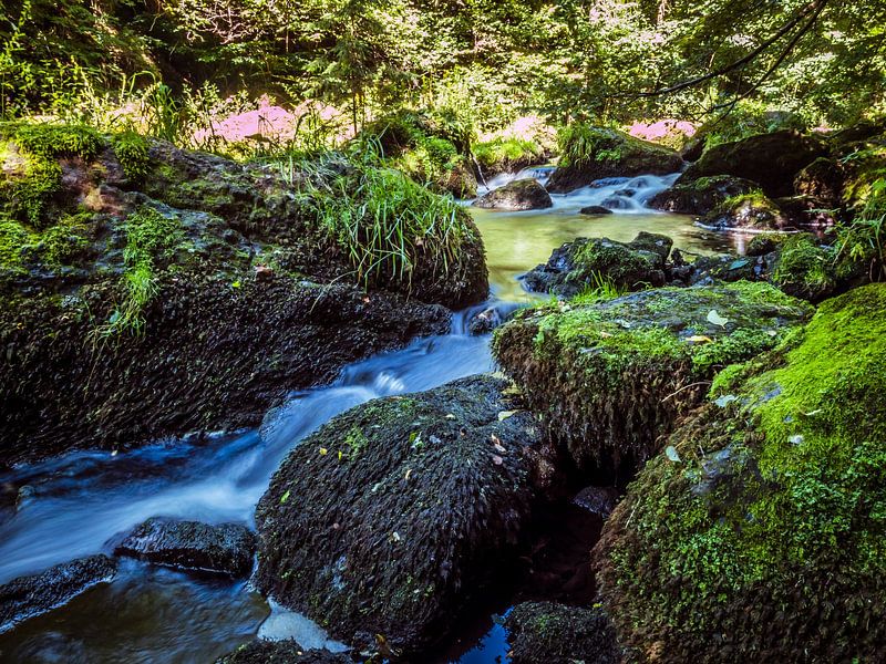 Bach in einem Wald im Vogtland von Animaflora PicsStock